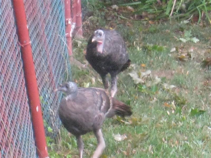  Wild Turkey, male 